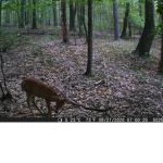 lovely deers!