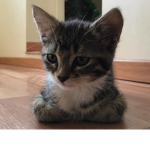 Chaton gamer (tsouki)(chou)