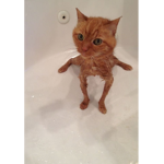 V4nillazkittenz