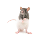 tower of rats