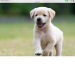Puppy armyP