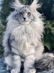 The per-fect cat’s!