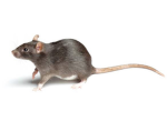 Rataatatat