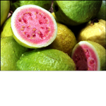 THE GUAVA GREAT GROUP