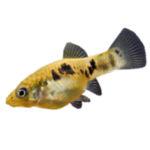 The Guppies Fan Club