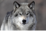 LONE WOLF group (eric)