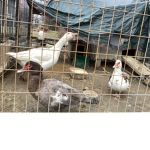 Ducks are my fav