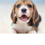 #PUPPYWORLD