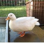 ()ducks()