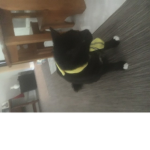 Sir Meows a lot group!!!!!!!!