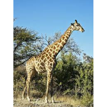 I Like Giraffe