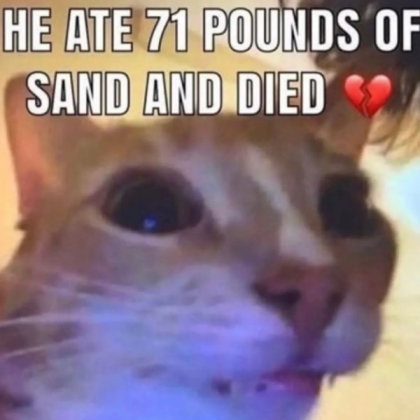 71 pounds of sand cat Roblox decal