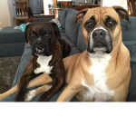 DOGS ARE COOLEST