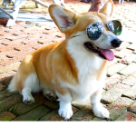DOG LOVING GROUP12345678910