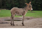 DonkeyDreamers