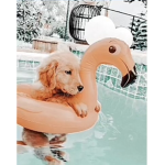 ᴘʀᴇᴘᴘʏ sᴜᴍᴍᴇʀ ɕση