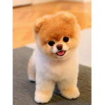 Doggy fan forever