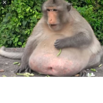 Chunky monks