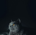 Scary gaming groups