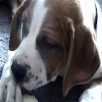My Dog (Died) Roblox decal