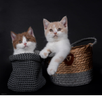 Clothing Creaters!