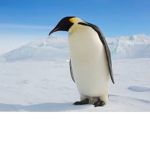 Aipenguin clothing