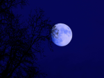 blue moon . . .