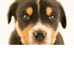 Teddy dogs 2