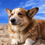 WOOF DOGGY