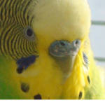 gang-parrot