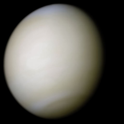 Venus - Poodle -