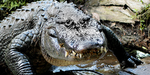 alligatorrr