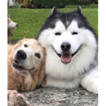 Awesome doggiez