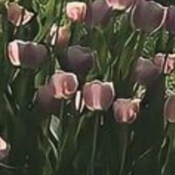 🌷