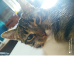 la team Chats / chatons