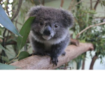 The Fluffy Koalas x
