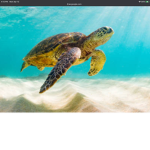 We love some turtles