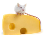 Cheese is very good