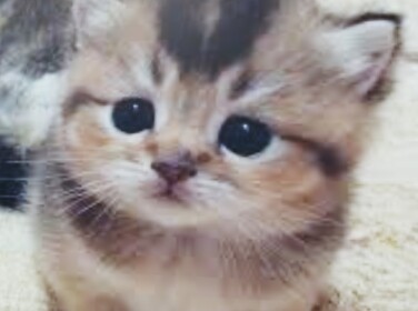 Cat Tycoon