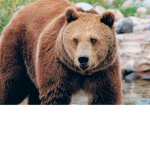 The Bears official group
