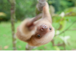 WHO LIKES SLOTHS?