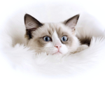 Meow Creations