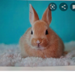 Bunny's hangout