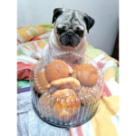 LosMasPrros!