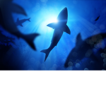 GoDSharkTH