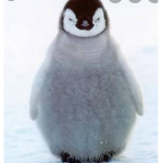 xpenguenler
