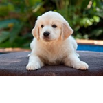 Puppies forever club!