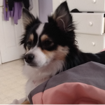 #WeHeartBailey