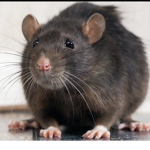 lemon rats :)