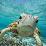 The Turtle Country